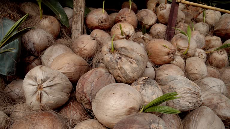 A Comprehensive Guide to Sourcing High-Quality Coconut: Top 3 Coconut Suppliers in Austria in Quarter 3 of 2025