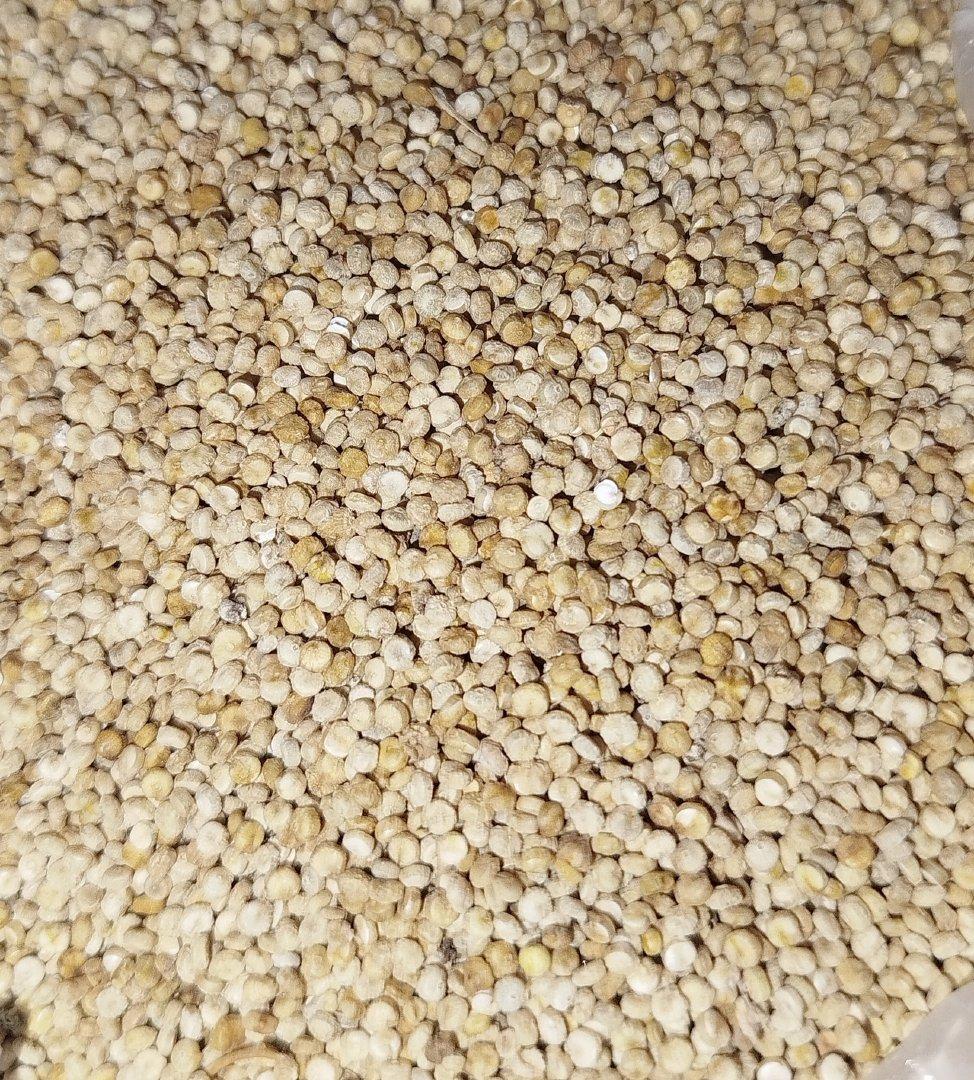 Quinoa