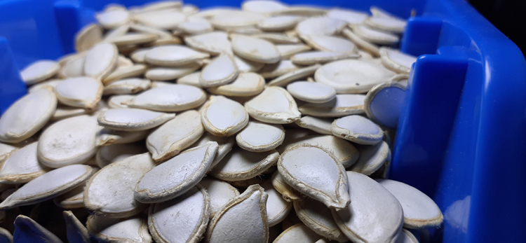 Rich Quality High Grade Pure Natural Organic Pumpkin Seeds Kernels from Top Supplier