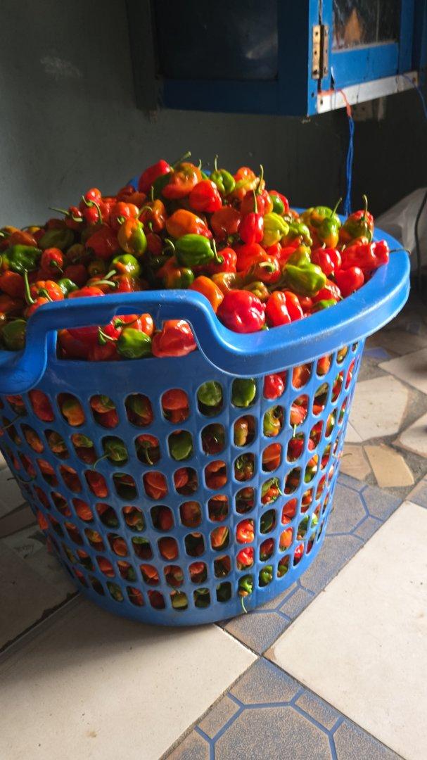 Fresh and Dried Habaneros