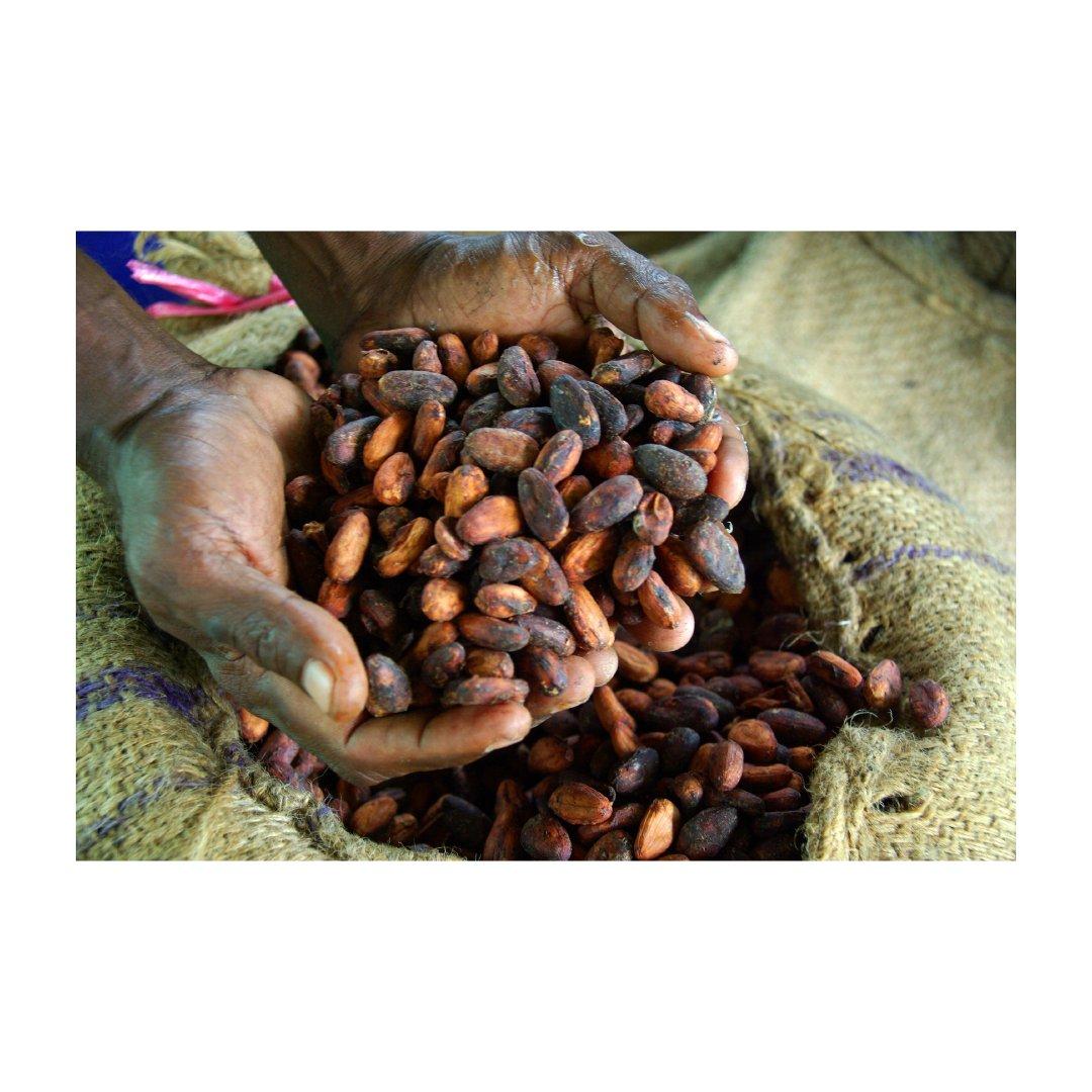 High Quality Cocoa Beans 100% Natural Origin Brazil Bean Type Forastero Degree of Processing Raw, Roasted