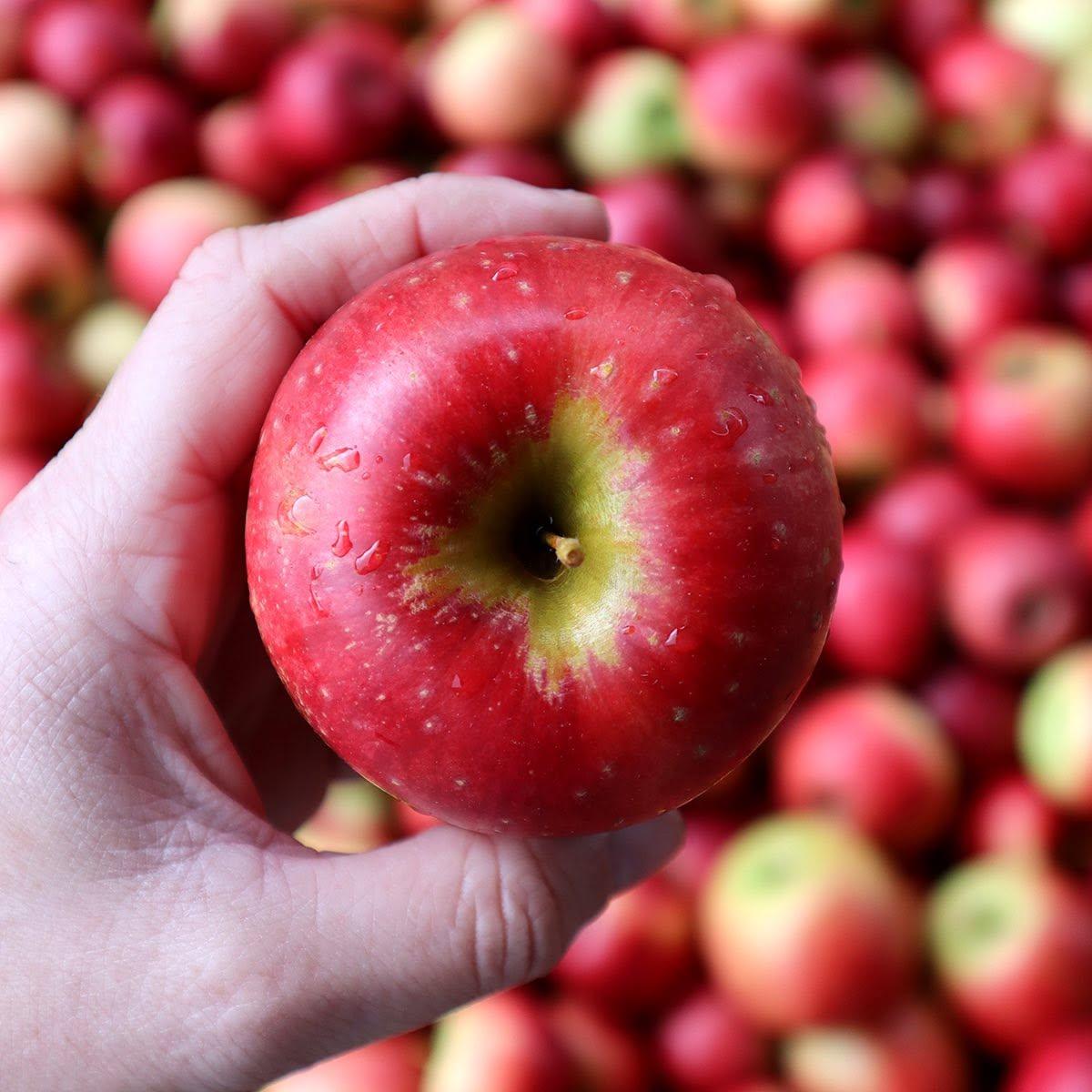 FRESH CRIPPS PINK APPLES FOR SALE!! CLASS 1 EXPORT QUALITY CRIPPS PINK APPLES READY FOR EXPORT