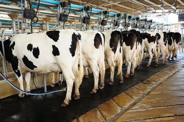 Fresh Dairy Cows For Sale With Strong Milking Potential 