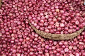 Fresh red onion Maturity Fully Matured Color Natural Deep Red Skin
