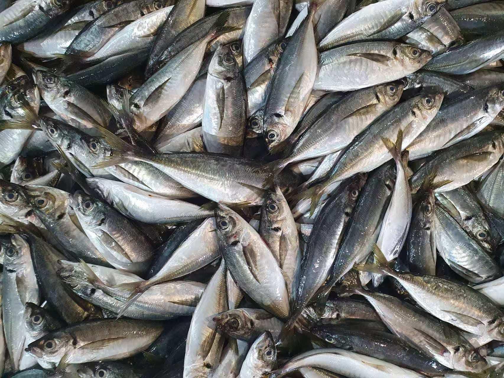 Frozen Sardine Fish Freshness Level Frozen Product Size 21-25pcs/kg Packaging Weight 20 Kgs/carton Production Method Caught At Sea