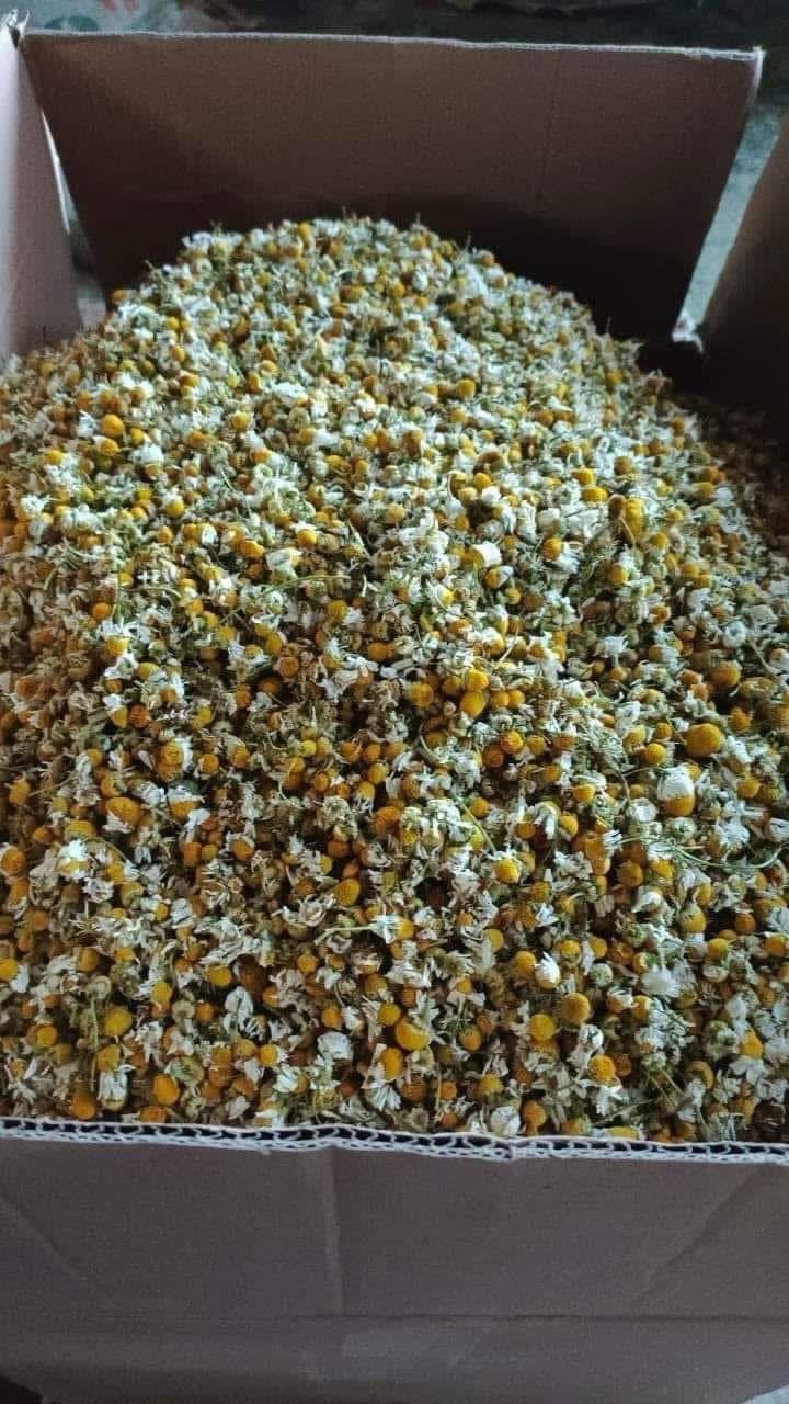Chamomile Flowers, Egyptian Chamomile, Dried Chamomile, Herbal Tea Ingredients, Chamomile Tea, Medicinal Herbs, Bulk Chamomile Flowers.
