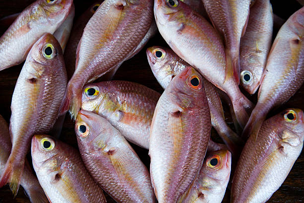 Your Expert Guide to Procuring Top-Tier Fish: Top 6 Fish Suppliers in India in Year 2025