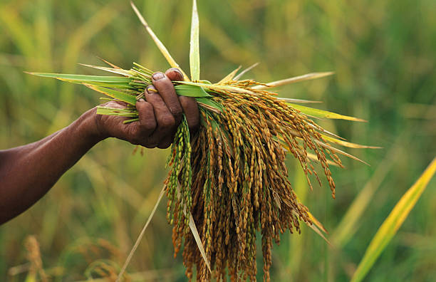 A Comprehensive Guide to Sourcing High-Quality Rice: Top 3 Rice Suppliers in Vietnam in Week 14 of 2025