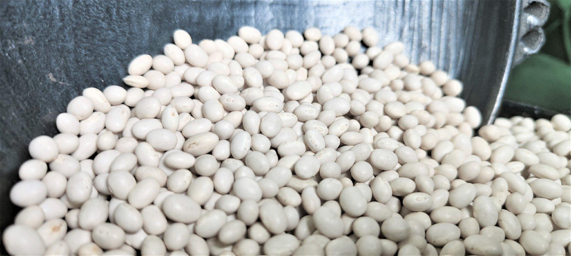 2024 Ethiopian Origin White Pea Beans Hand-Picked Round shape Wholesale Dried New Crop Available in Bulk Quantity