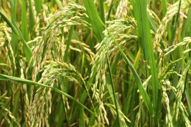 Freshdi’s Rice Market Report Q2/2025 – Inside the USD 473 Billion Grain Upswing (P1)