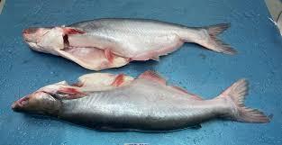 Get to Know the Top 10 Frozen Fish suppliers in South Africa - 6