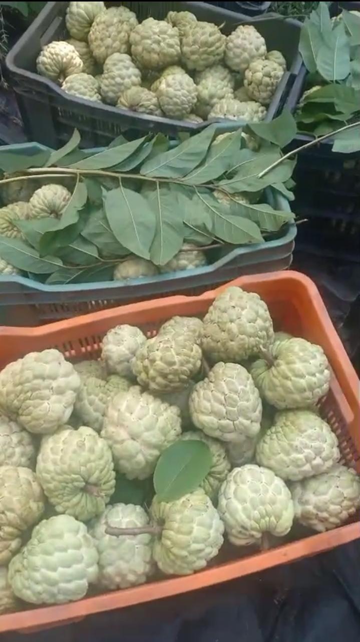 Fresh Custard Apple (Sitaphal) Fruits