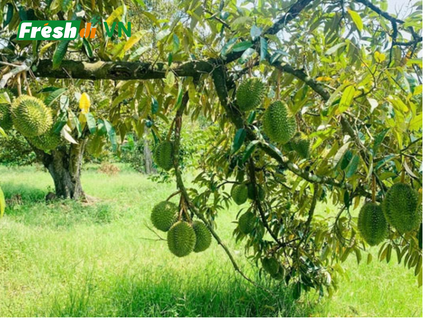 Fresh Durian Origin Viet Nam Features Organic Product Type Tropical fruit