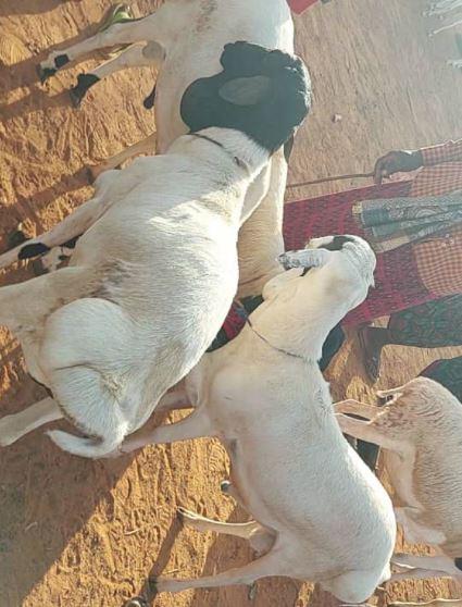 Livestock transport