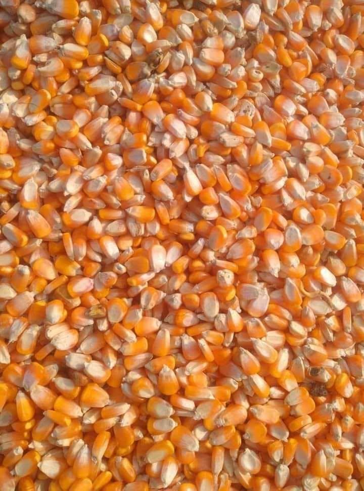 Yellow Corn