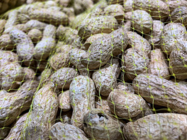 Top 7 Peanuts Suppliers in China in June 2025