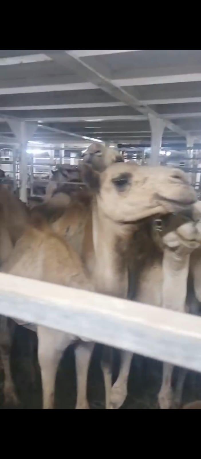 Livestock camel