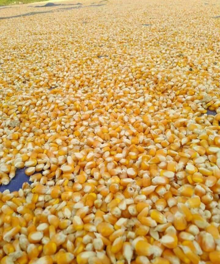 Yellow Maize Image 2