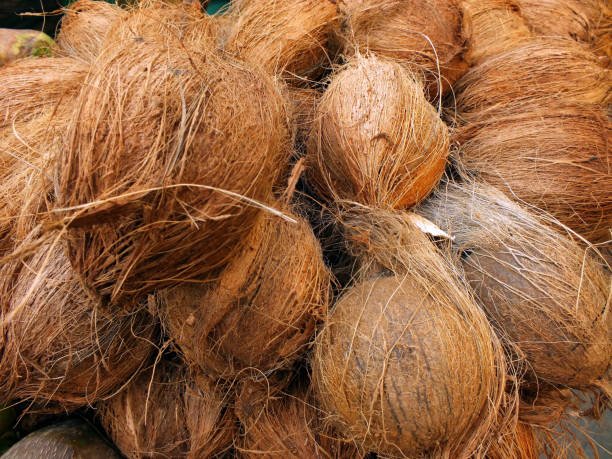 Top 7 Coconut Suppliers in Canada in July 2025: Market Analysis & Export Insights