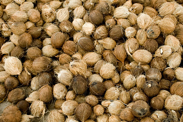 A Comprehensive Guide to Sourcing High-Quality Coconut: Top 8 Coconut Suppliers in United Arab Emirates in July 2025