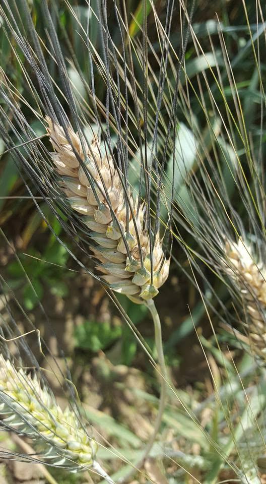 Einkorn Wheat Seed – product photo, product description