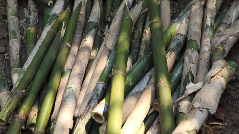 A Comprehensive Guide to Sourcing High-Quality Bamboo: Top 5 Bamboo Suppliers in Malaysia in July 2025
