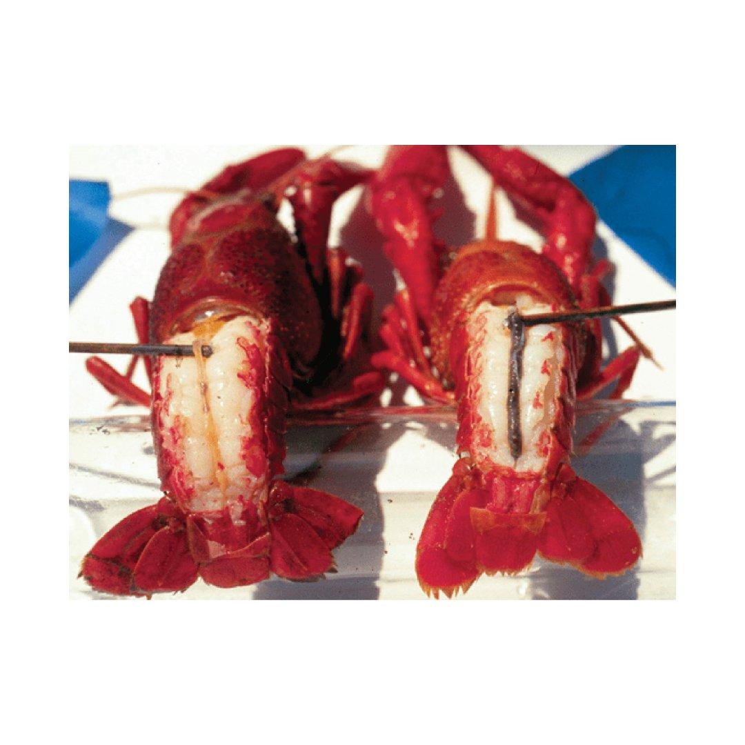 Newup Wholesale 2pcs/Bag 10CM Soft Crawfish Shrimp Silicon Bait Shrimp Soft Bionic Fishing Lure Newup Wholesale 2pcs/Bag 10CM Soft Crawfish Shrimp Silicon Bait Shrimp Soft Bionic Fishing Lure Newup Wholesale 2pcs/Bag 10CM Soft Crawfish Shrimp Silicon Bait Shrimp Soft Bionic Fishing Lure