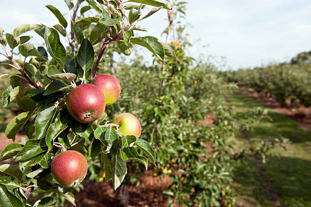 Top 5 Apple Suppliers in Brazil in August 2025: A Data-Driven Look at Brazil’s Apple Export Market