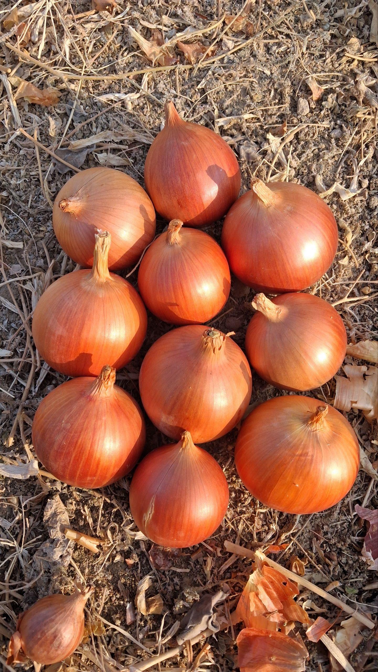 Red Onion Wholesale