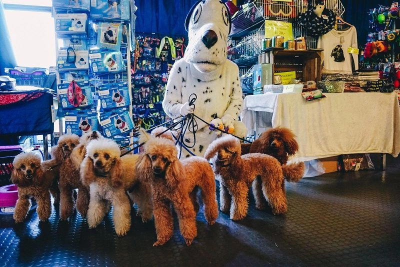 Why Bello the Dog Show(Bello - Die Hundemesse) Matters for B2B - 1