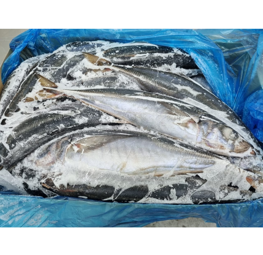 Premium Quality Frozen Mackerel Fish For Sale / Wholesale Prices Frozen Mackerel Fish / All Sizes