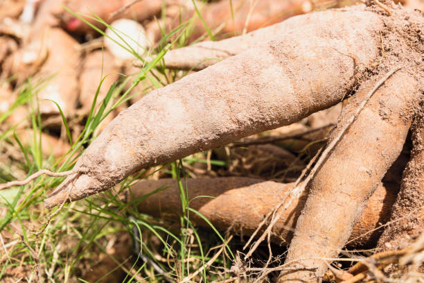 A Comprehensive Guide to Sourcing High-Quality Tapioca Starch: Top 10 Tapioca Starch Suppliers in United Kingdom in Year 2025