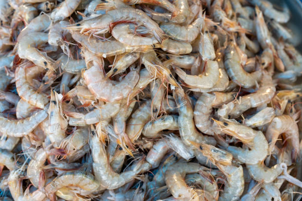 Your Expert Guide to Procuring Top-Tier Shrimp: Top 3 Shrimp Suppliers in Singapore in August 2025