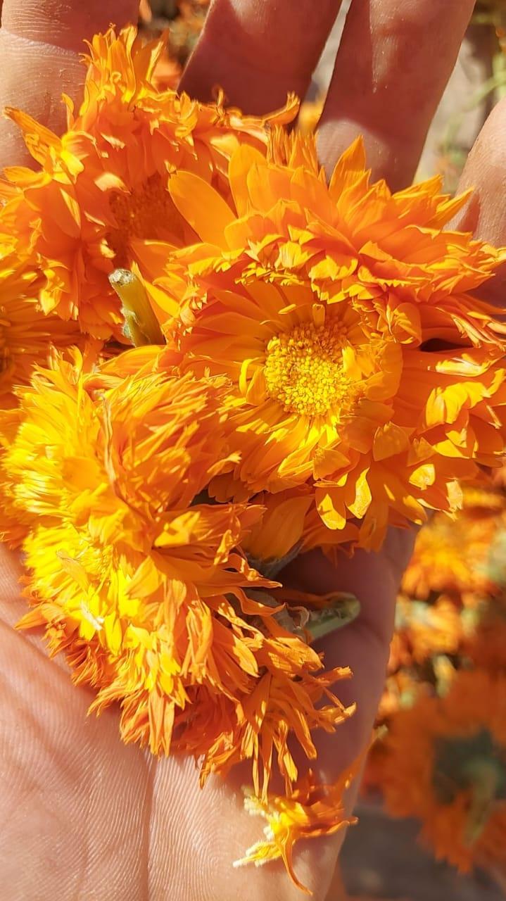Dried Calendula Flowers – Premium Export Quality Origin Egypt Delivery Form Tea Bag, Tea Leaves Features Decaffeinated, Fair Trade, No Artificial Flavors, No Preservatives, Organic