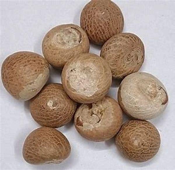 Dried Split Betel Nut Place of Origin THAILAND Place Of Origin Indonesia Active Compound Arecoline Province Propinsi Jawa Barat