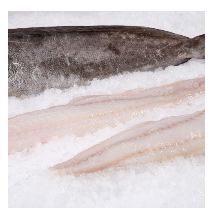 Bulk Hake Fish Fillets or Whole Hake Fish Fresh / Frozen Stock Available