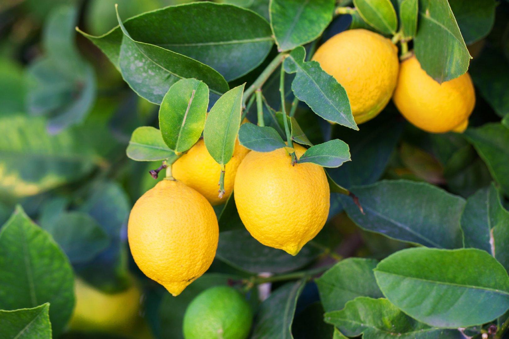 Fresh Lemon Ph 3.5–4.0 Moisture Content 80–85% Size 65–85 Mm (grade A) Weight Per Fruit 150–250 G Tss Degree Brix 11–15