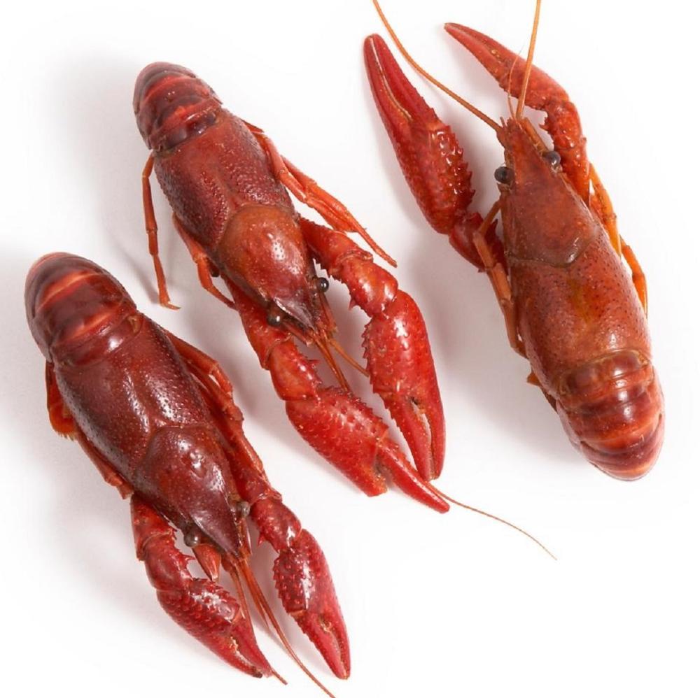 Wholesale Exporter We Sell Frozen Lobster / Live Lobster/Frozen Seafood