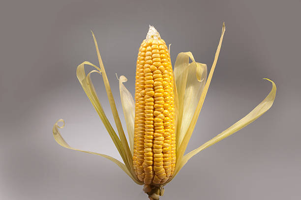 Your Expert Guide to Procuring Top-Tier Corn: Top 10 Corn Suppliers in Pakistan in Quarter 3 of 2025