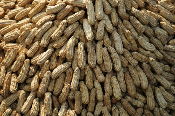 Top 7 Peanuts Suppliers in Germany in July 2025: A Critical Market Update