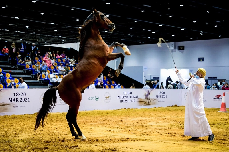 Inside Dubai International Horse Fair: B2B Key Insights - 3