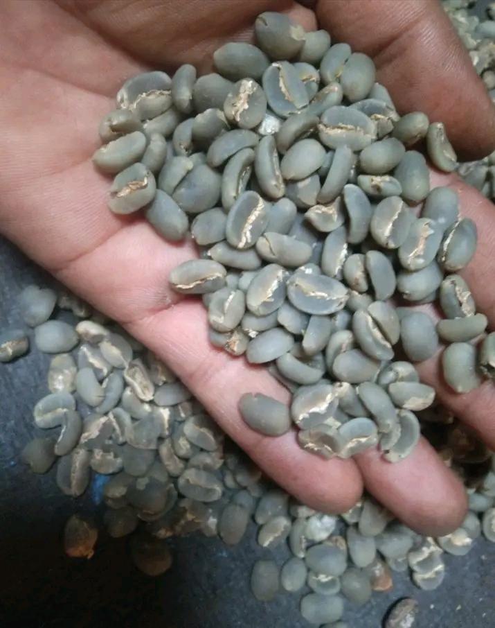coffee arabica
