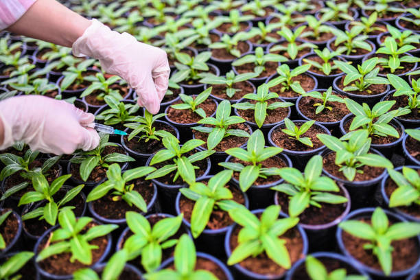 Top 8 Plants Plant Extracts Suppliers in Egypt in Year 2025