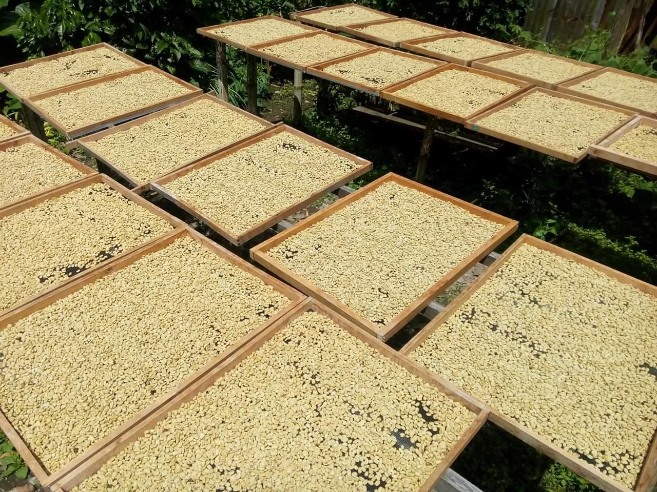 Gayo Prime Coffee Facility