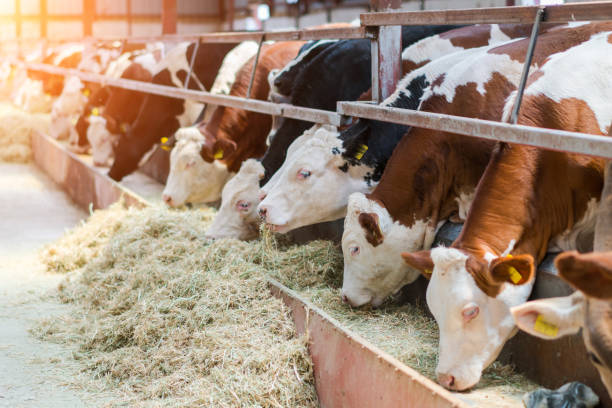 A Comprehensive Guide to Sourcing High-Quality Animal Cattle Feed: Top 5 Animal Cattle Feed Suppliers in Pakistan in September 2025