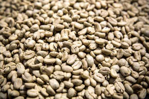 Top 6 Green Coffee Suppliers in Canada in Year 2025