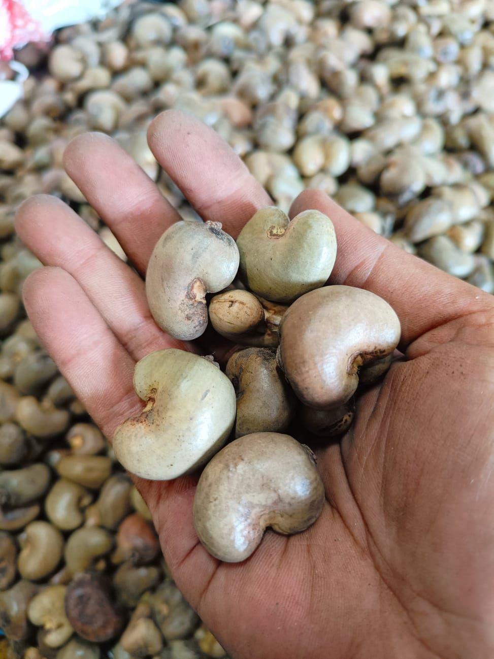 Raw Cashew Nuts Image 2