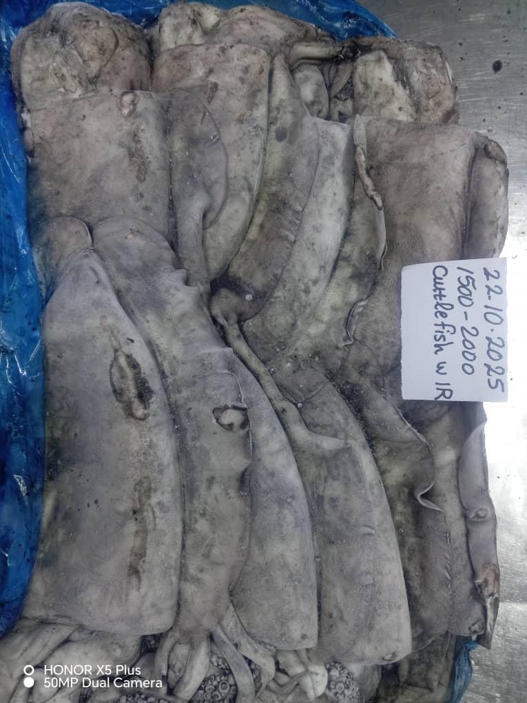 Frozen Cuttlefish Image 2