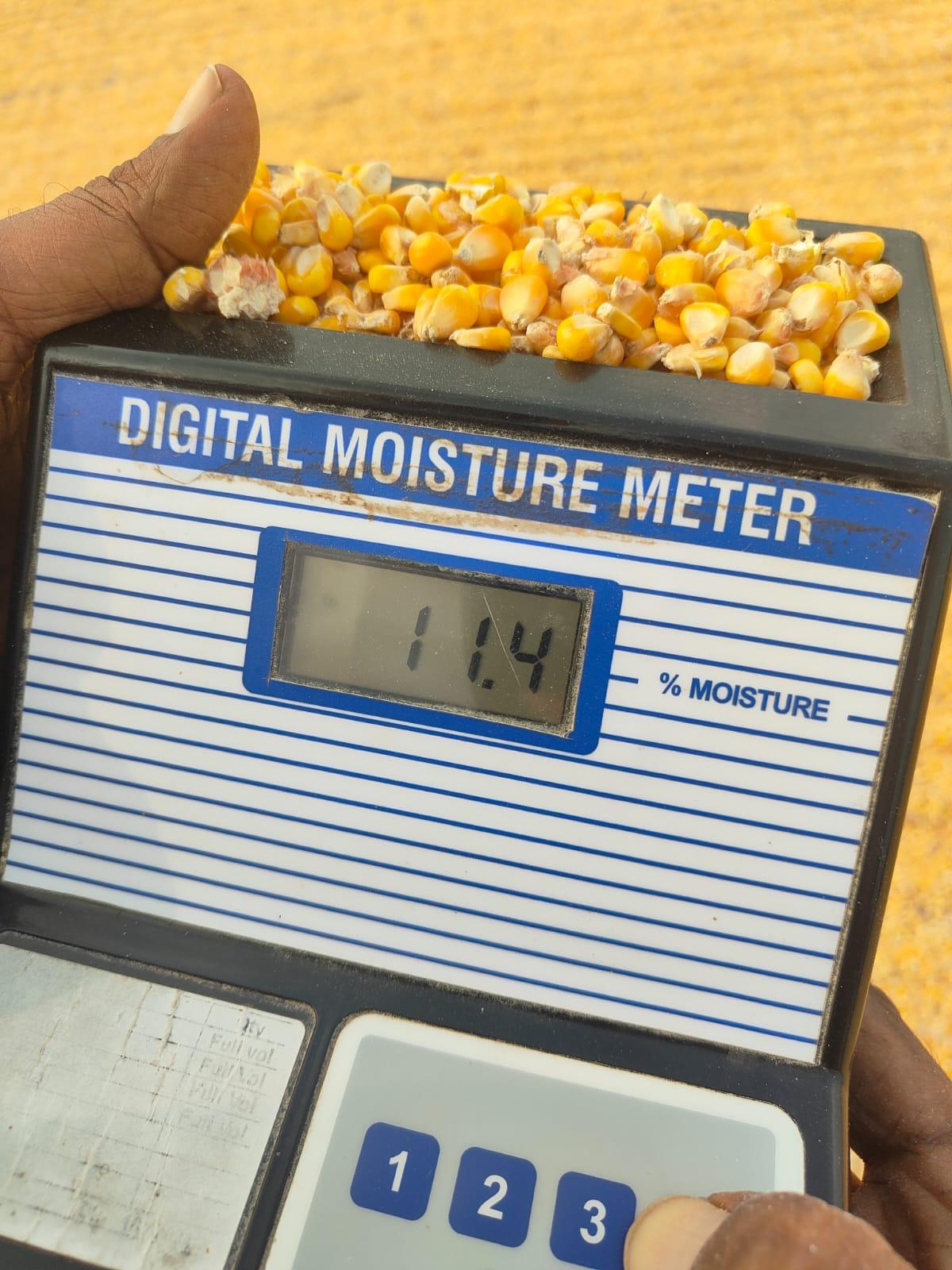 Maize 
