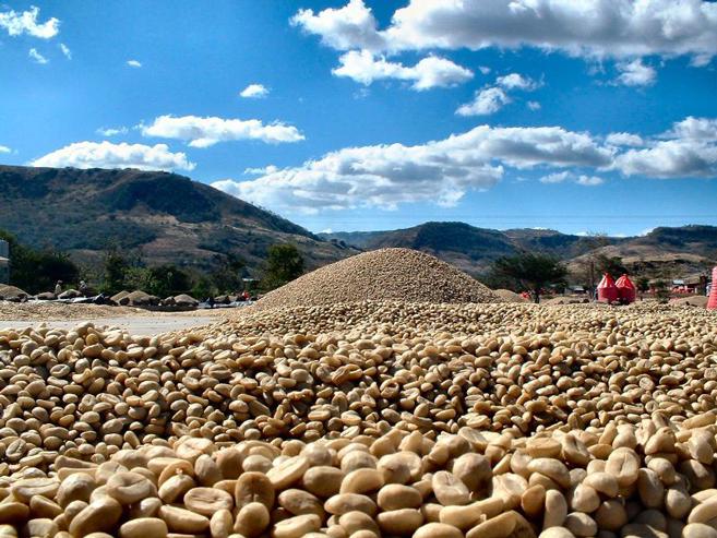 Roasted Toraja Robusta Beans